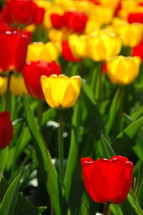 red and yellow tulips 