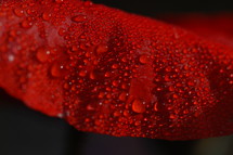 water droplets on a red flower petal 