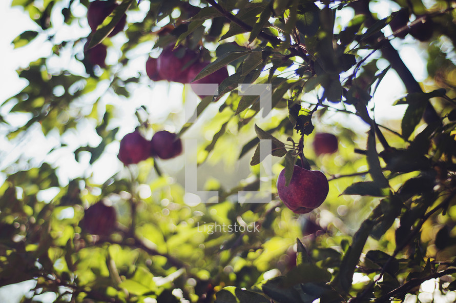 apples on a apple tree 