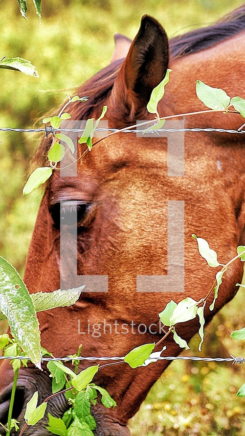 horse head eating 