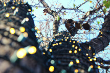 Christmas lights wrapped around a tree