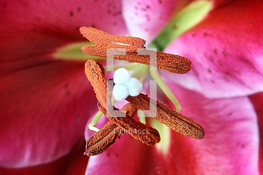 Lily flower anthers and pollen grains 