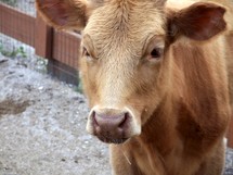 Cow portrait - an up-close portrait of a brown cow grazing and eating on a farm.