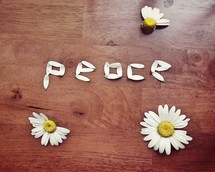 peace from the petals of a daisy 
