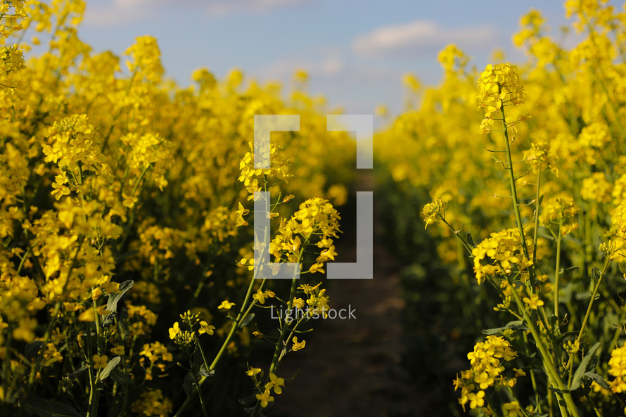 yellow rapeseed on a background of the sky. selective focus on color. canola field with ripe rapeseed, agricultural background. selective focus