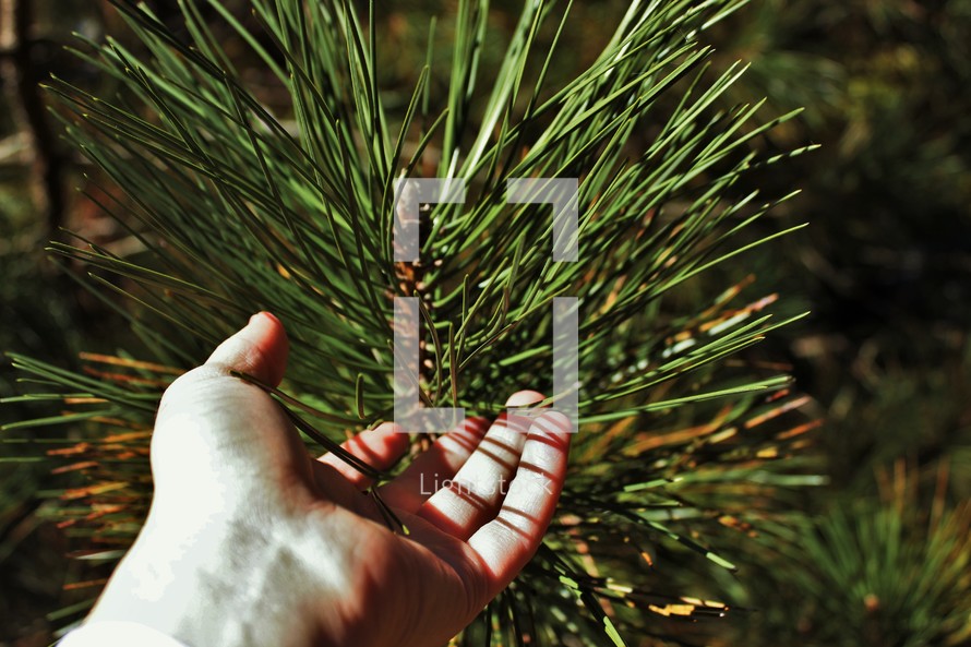touching pine needles 
