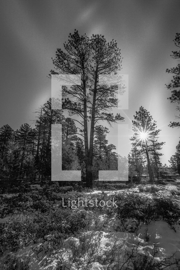 winter forest in black and white 