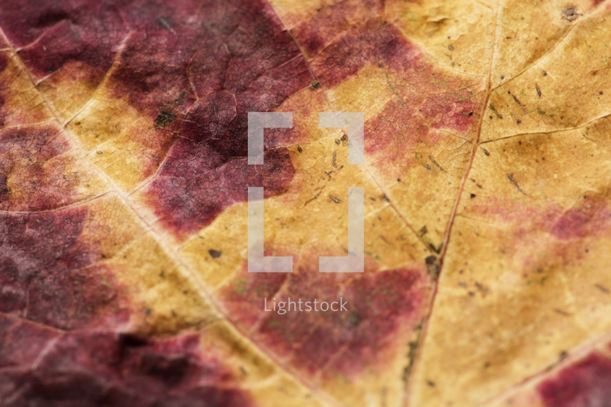 fall leaf background 