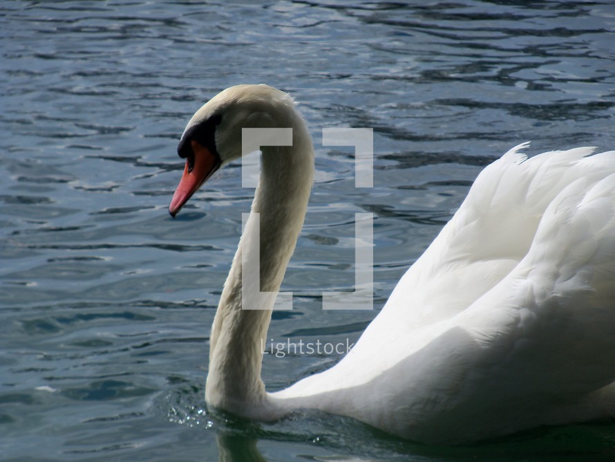 A beautiful swan glides through still waters on a peaceful sunny day.