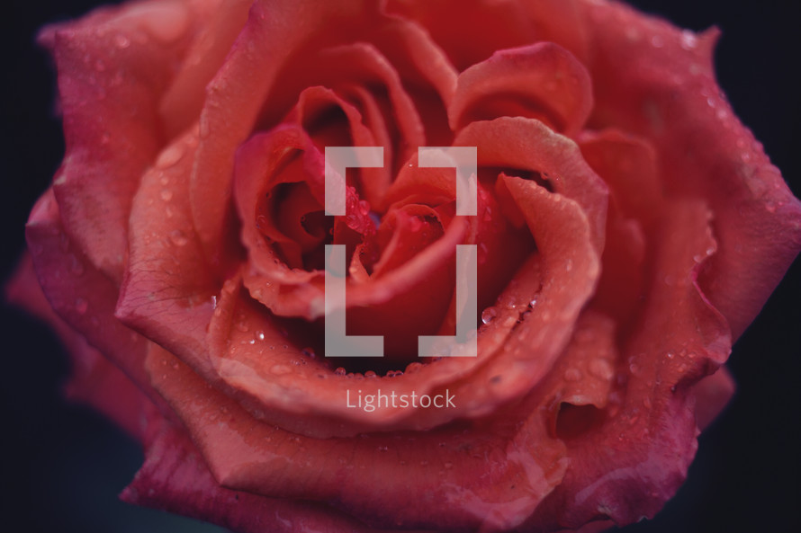 a red rose closeup 