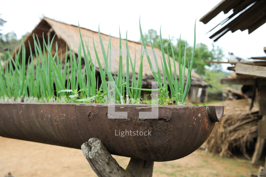 Old bombshell from Vietnam war era in a Hmong village is used as platform to grow onions