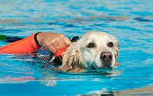 Lifeguard dog, rescue demonstration with the dogs in the pool.