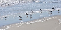 shore birds on a beach 
