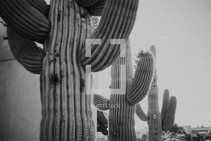 barrel cactus 