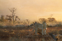 female lioness in the savanna 