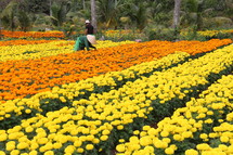 Flower Grows in Vietnam