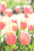 tulips in sunlight 