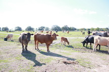 cattle 