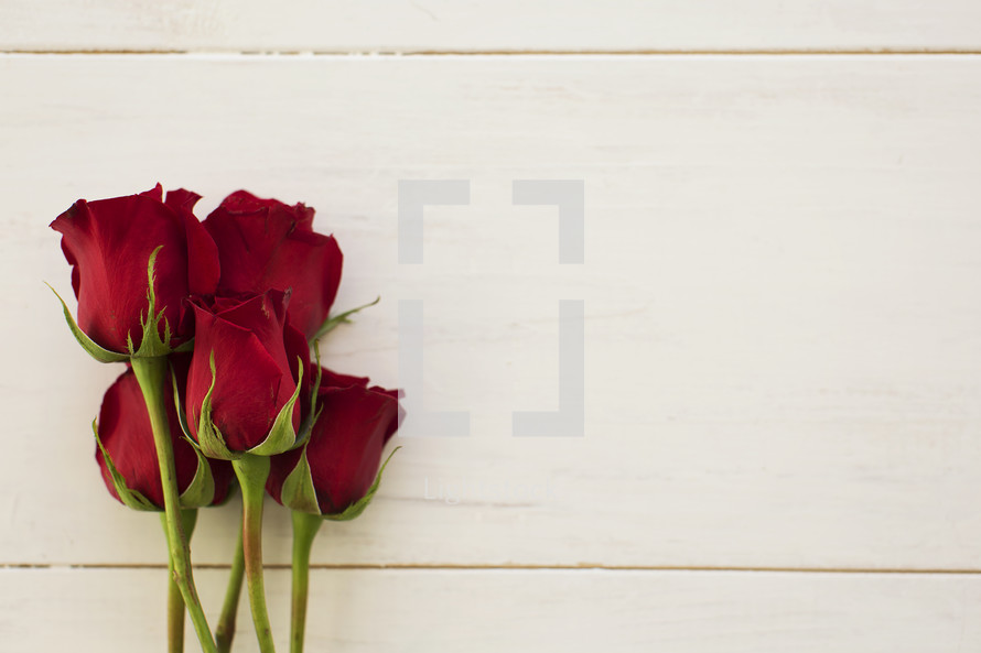 red long stem roses against a white background 