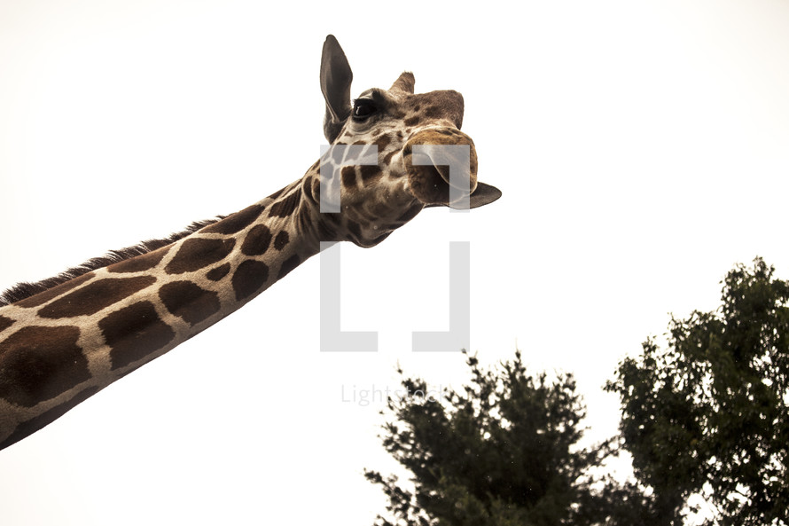 giraffe neck 