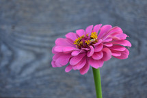 single pink flower 