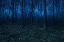 A forest under star light 