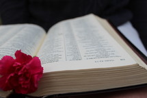 carnation on the pages of an open Bible 