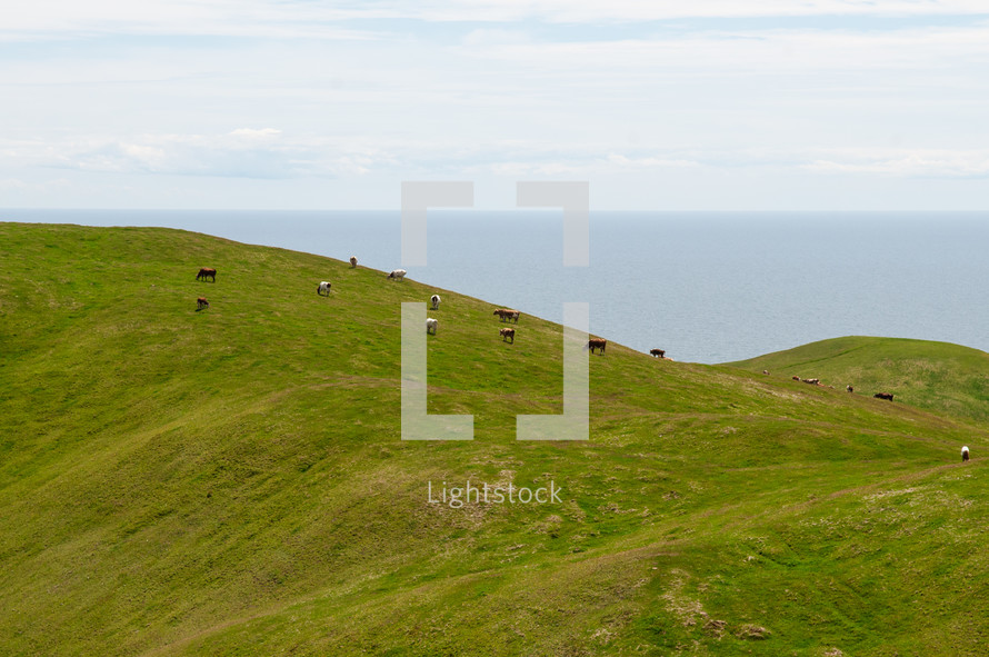 cattle on rolling hills with an ocean view 