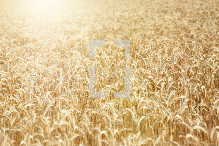 field of golden wheat 