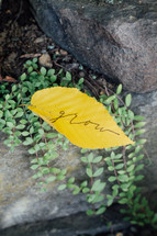 word grow on a leaf 