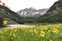 yellow flowers in a meadow and mountain view 