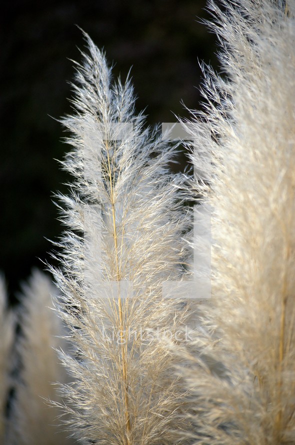 fuzzy tops of grasses