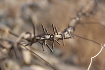 Rusted strands of barbed wire 