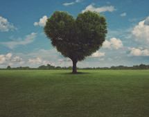 heart shaped tree