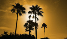 A group of palm tree silhouettes at sunset swaying in the summer breeze somewhere in the tropics during summer time. 
