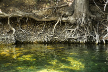 Tree roots along a creek.