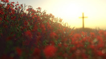 A single cross in a beautiful meadow with red flowers at sunrise.
