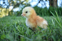 baby chicken 