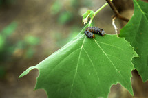 Caterpillar on a leaf.