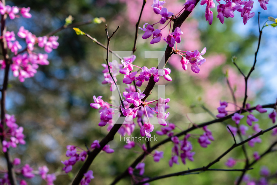 fuchsia spring flowers 