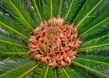cycas female cone and seeds