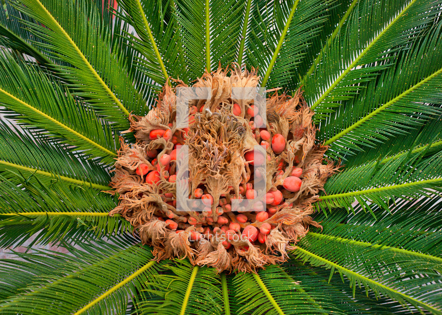 cycas female cone and seeds