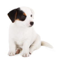 puppy on a white background 