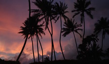 silhouettes of palm trees at sunset against a pink sky 
