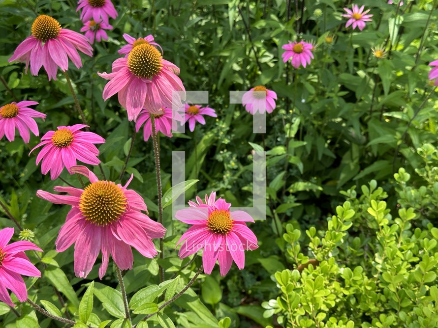 cheerful pink coneflowers in sunshine with green space on one side