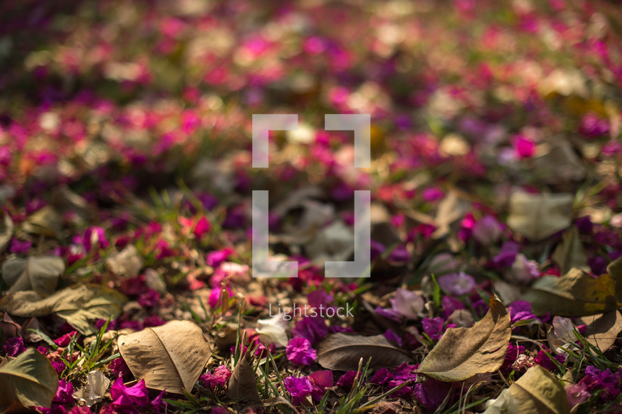dried leaves and flower petals on the ground 