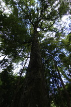 looking up to the top of a tall pine tree 