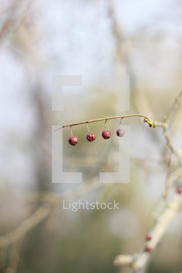 dried red berries on a branch 