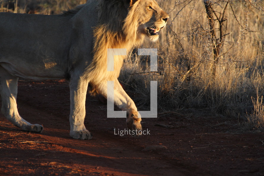 Lion walking on a dirt trail through the jungle.