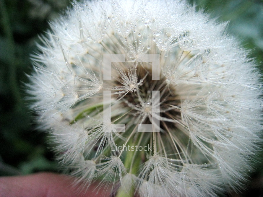 A dew-covered dandelion